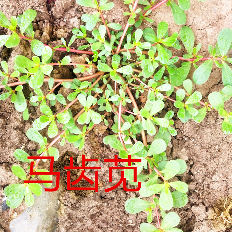 新鲜红茎马齿苋菜野生药食同用包邮蚂蚁菜马蜂菜  净重3斤有机