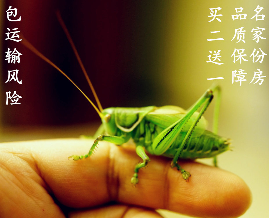 包邮精品绿蝈蝈活体翡翠绿人工冬山青鸣虫新脱昆虫宠物小型好养