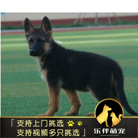 纯种德国牧羊犬德国牧羊幼犬出售弓背黑背护家犬警犬宠物狗可视频|msdalam kategori haiwan peliharaan/makanan haiwan dan bekalan, anjing - dari Buy2taobao.com untuk memberikan perkhidmatan ejen Taobao profesional membeli