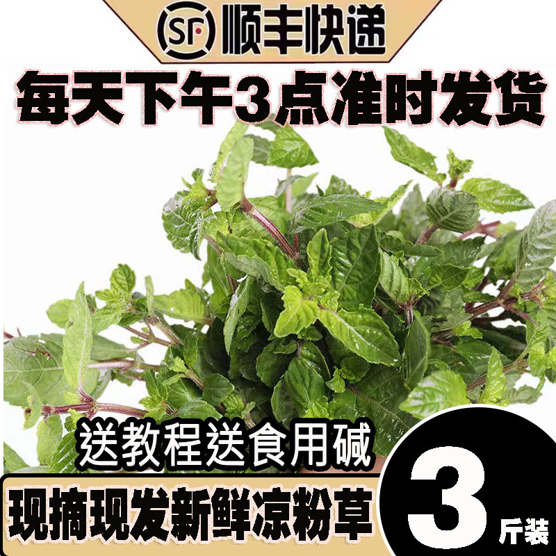 广东化州新鲜凉粉草绿凉粉草烧仙草仙人草甜品制作原料顺丰包邮