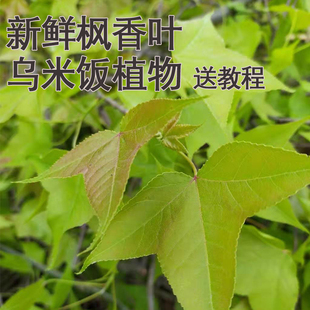 广西新鲜枫叶2斤乌米饭五色糯米饭染料纯天然植物现货五彩米