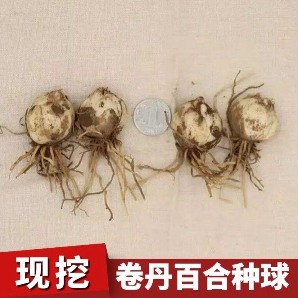 百合种球百合种子母籽卷丹百合种球非香水百合非兰州百合种球一斤