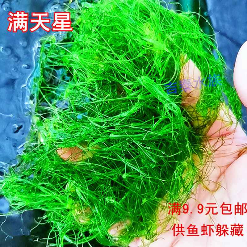 鱼缸满天星水草水族箱懒人装饰造景小鱼小虾躲避繁殖水生植物活体