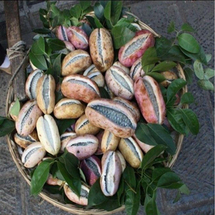 5金铃子赖葡萄金癞瓜种子种籽苗四季金玲子小苦瓜盆栽蔬菜孑癞秧苗