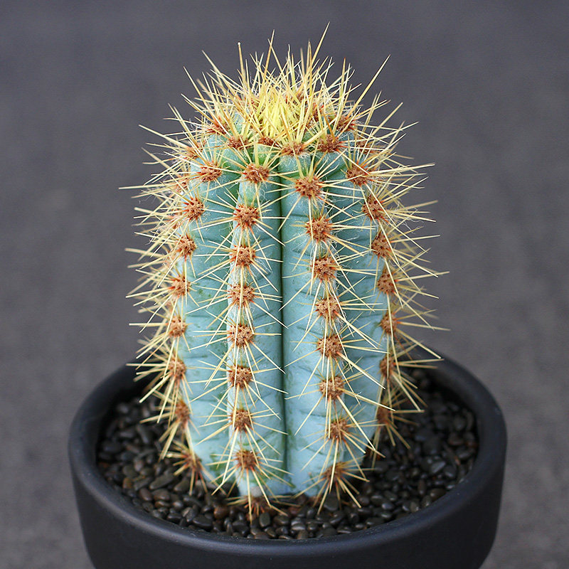 植物员外 蓝衣柱金青阁一物一拍 蓝色仙人柱沙生多肉植物组合盆栽