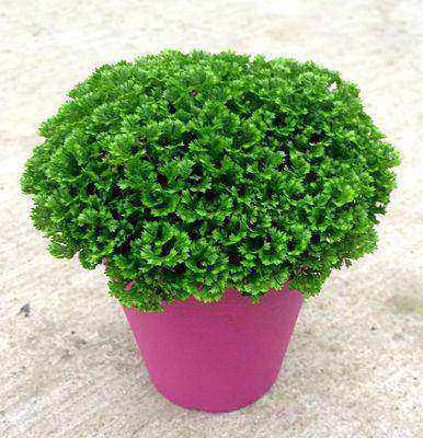 桌面盆栽绿地珊瑚厥常绿蕨类植物翠云草绿地球表面水培盆栽热卖中