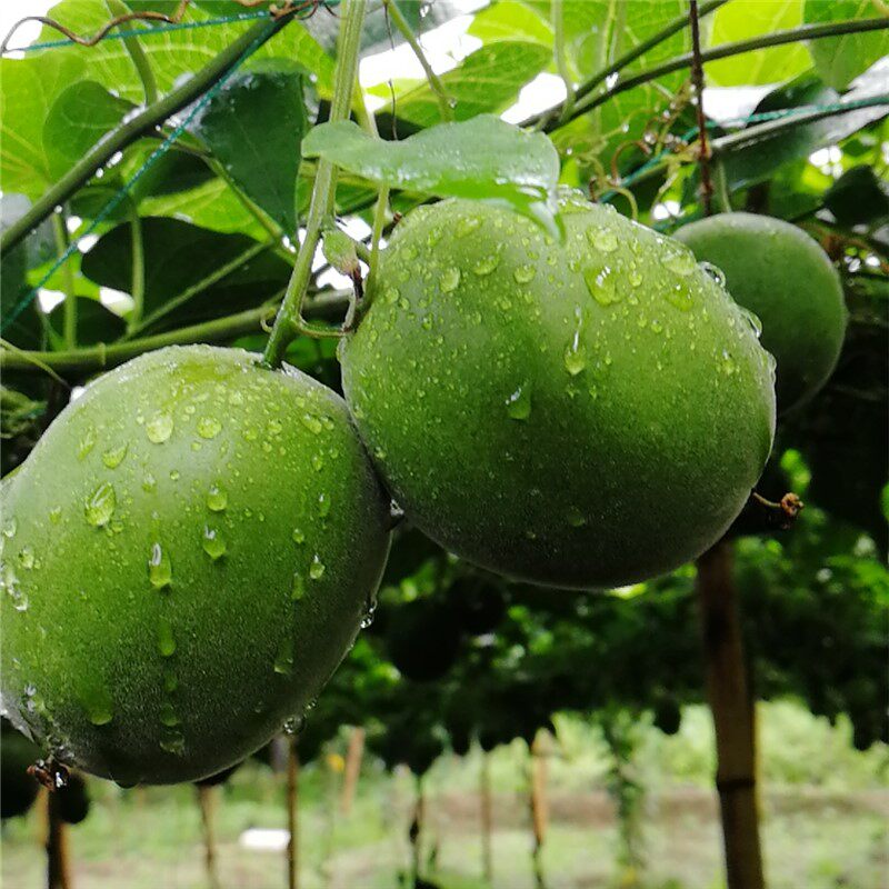 新鲜罗汉果生果包邮新果大果现摘广西桂林特产永福县高山罗汉果茶