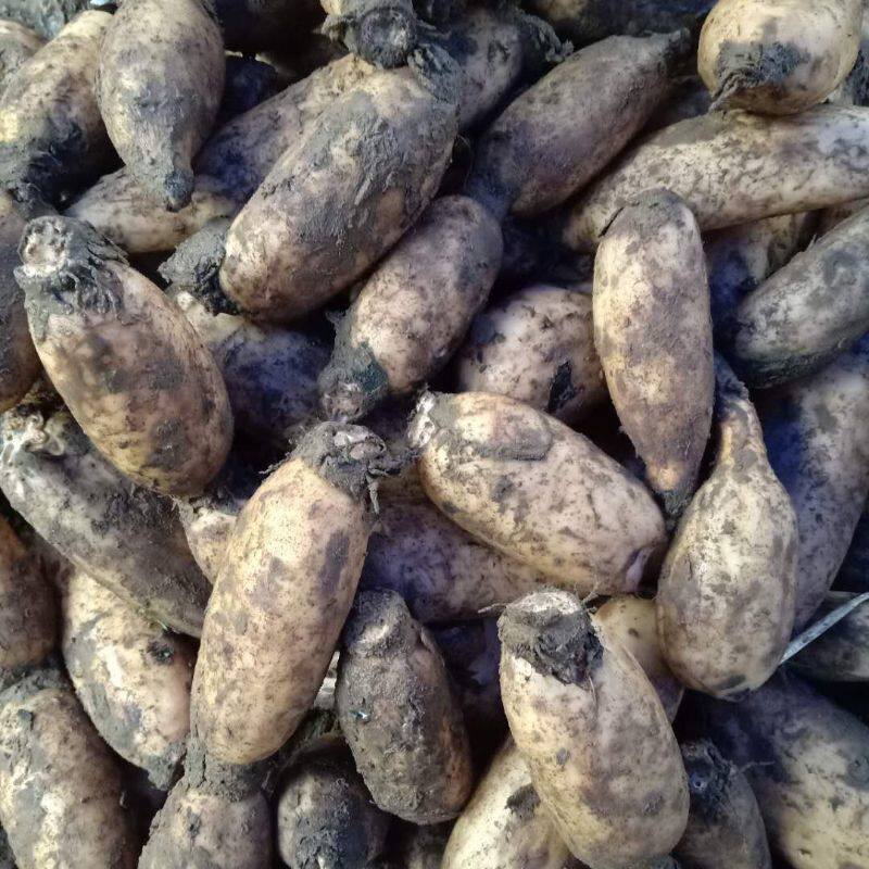 山东特产新鲜粉藕泥藕4斤包邮蔬菜煲汤水果藕农家自种脆藕炒菜野