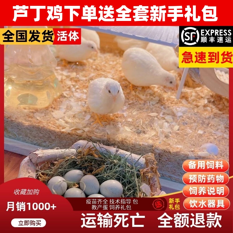 极有家网红芦丁鸡40-60天青年鸡活鸡宠物鸡观赏鸡全色系顺丰包邮