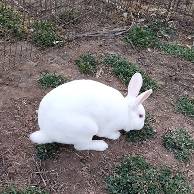 吉绒兔子活物纯种獭兔种兔大白兔可当宠物有成年兔繁殖食用纯白|msdalam kategori haiwan peliharaan/makanan haiwan dan bekalan, Arnab dan bekalan, arnab - dari Buy2taobao.com untuk memberikan perkhidmatan ejen Taobao profesional membeli