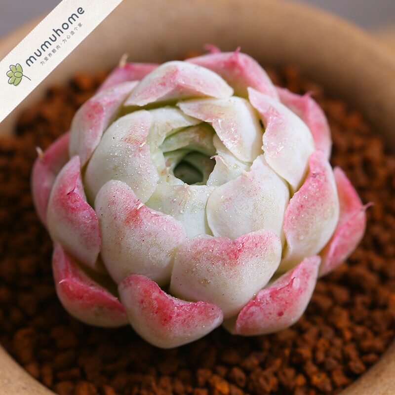 沁心多肉植物室内小盆栽花卉品种迷你绿植肉肉不含花盆云南基地