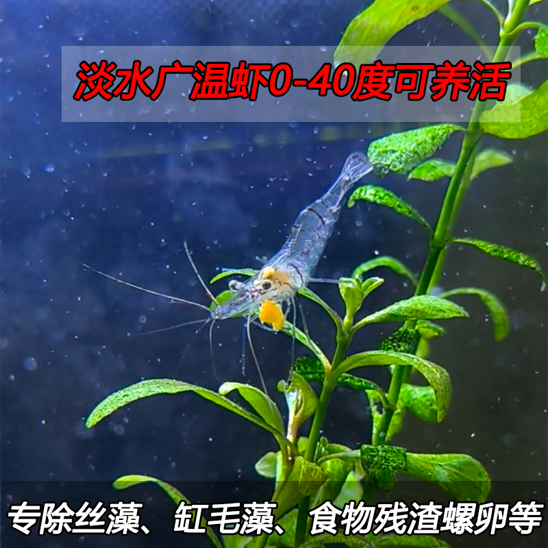 淡水观赏虾 除藻工具虾 花腰虾鲜活 冷水虾 热带虾小虾米清洁鱼缸