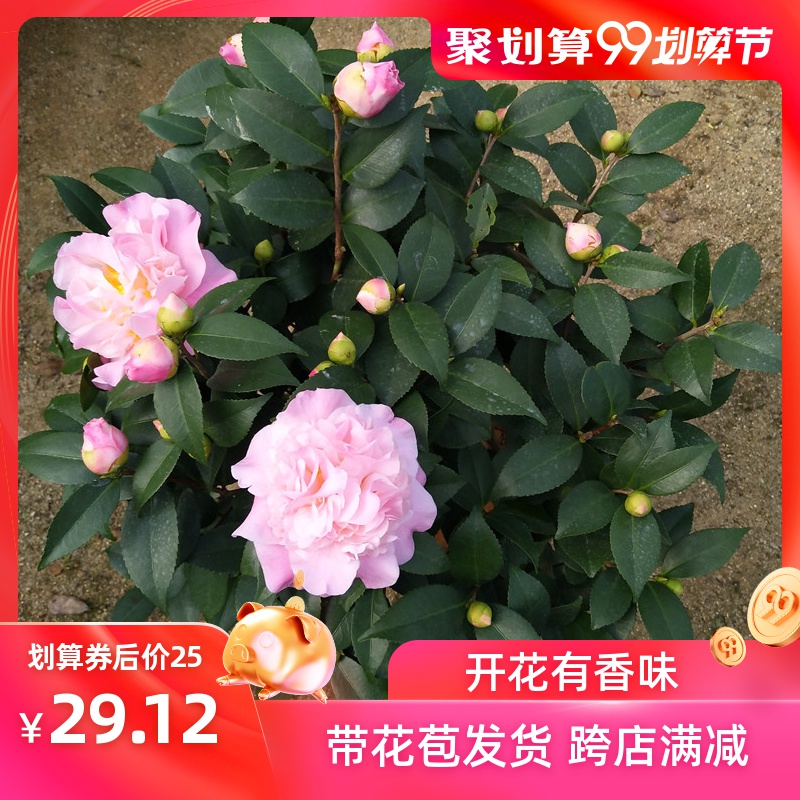 茶花盆栽树苗烈香香妃有香味山茶花庭院室外花卉植物 龙岩茶花苗在类目 鲜花速递/花卉仿真/绿植园艺, 花卉/绿植盆栽(新), 花卉中 - 来自Buy2taobao.com提供专业的淘宝代购服务