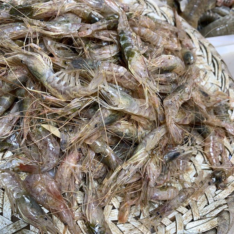 生猛炝红虾南通如东本港海鲜新鲜一斤包装红毛虾红芒子