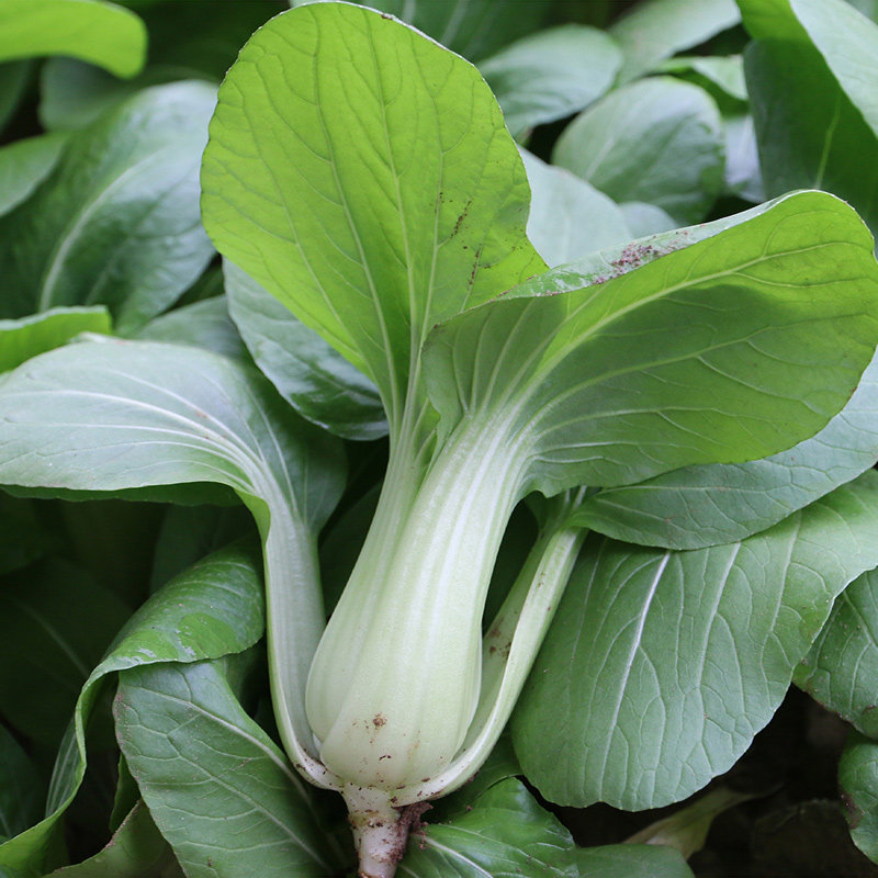 精品吊柿饼300g美味新鲜优质即食应季香甜可口当季新鲜水果 | 伊范儿