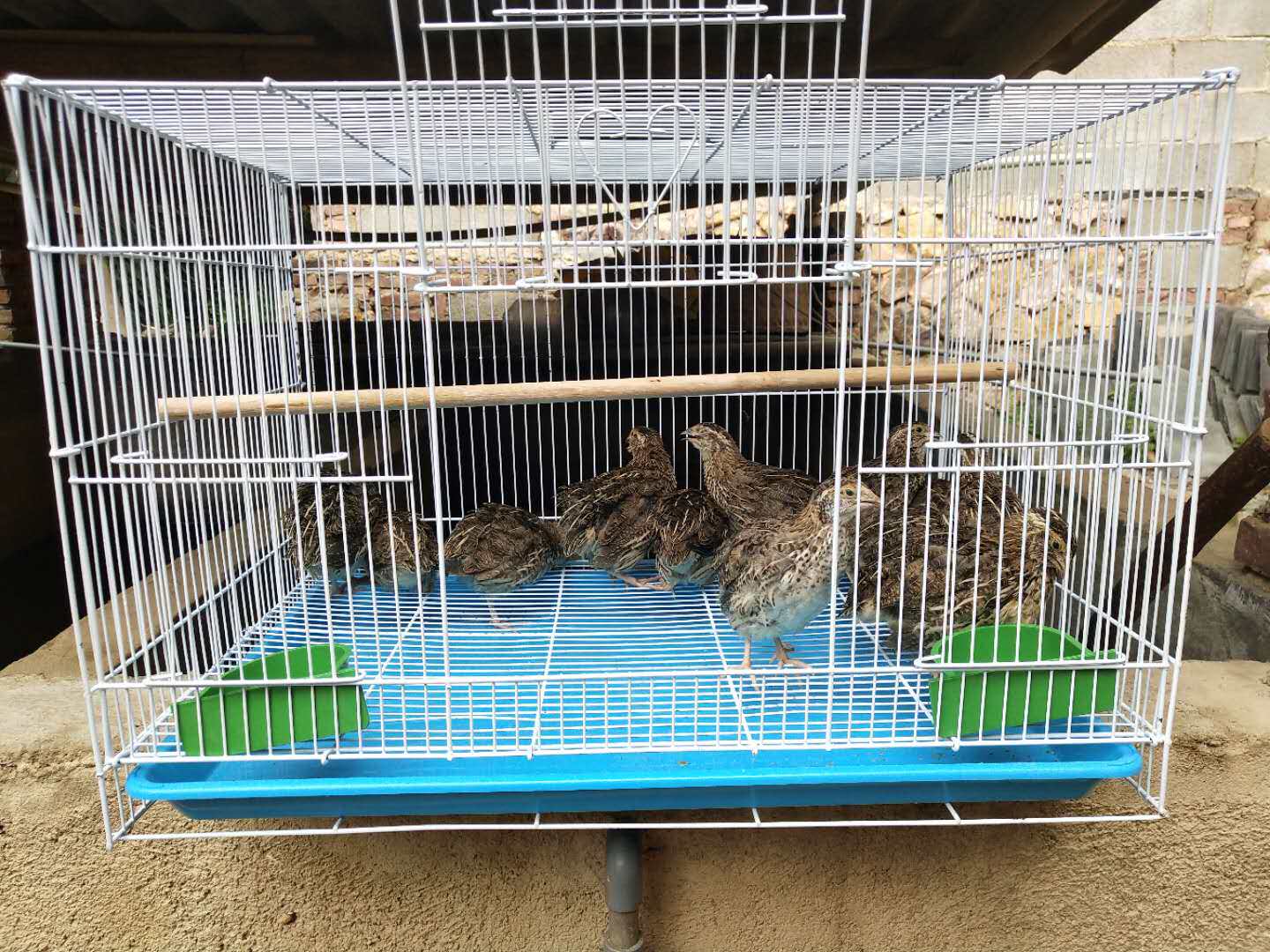 家用下蛋养殖鸟笼鹌鹑笼子鹌鹑笼