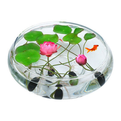 w四季碗莲水培植物睡莲荷花绿植物室内水养花卉水生盆景花盆栽