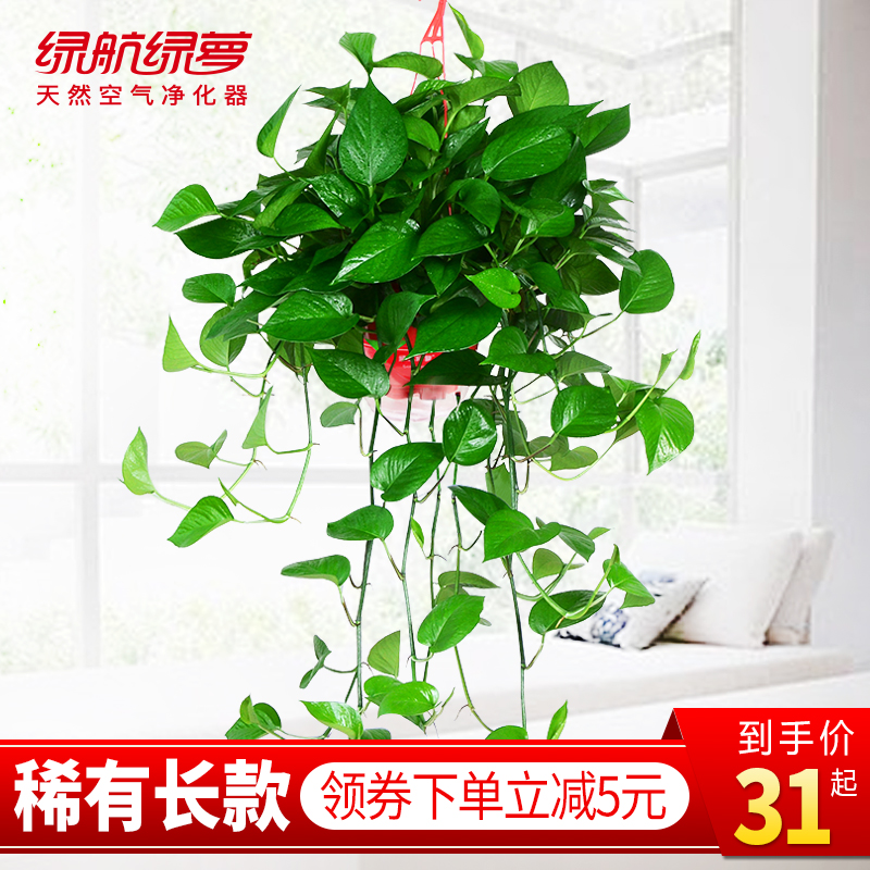 绿航绿萝花卉盆栽绿植物室内客厅净化空气吸甲醛大盆绿箩长藤吊兰