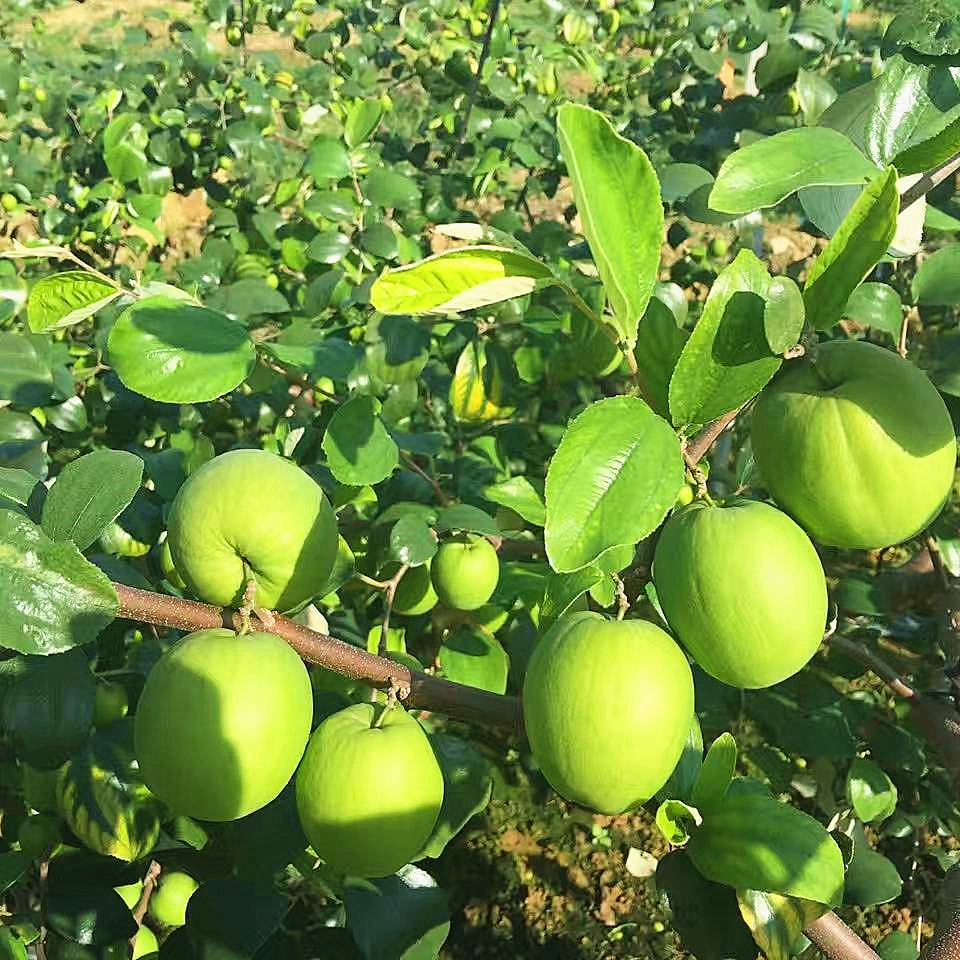 青枣树苗嫁接特大台湾蜜丝枣牛奶枣果树四季庭院盆栽地栽当年结果
