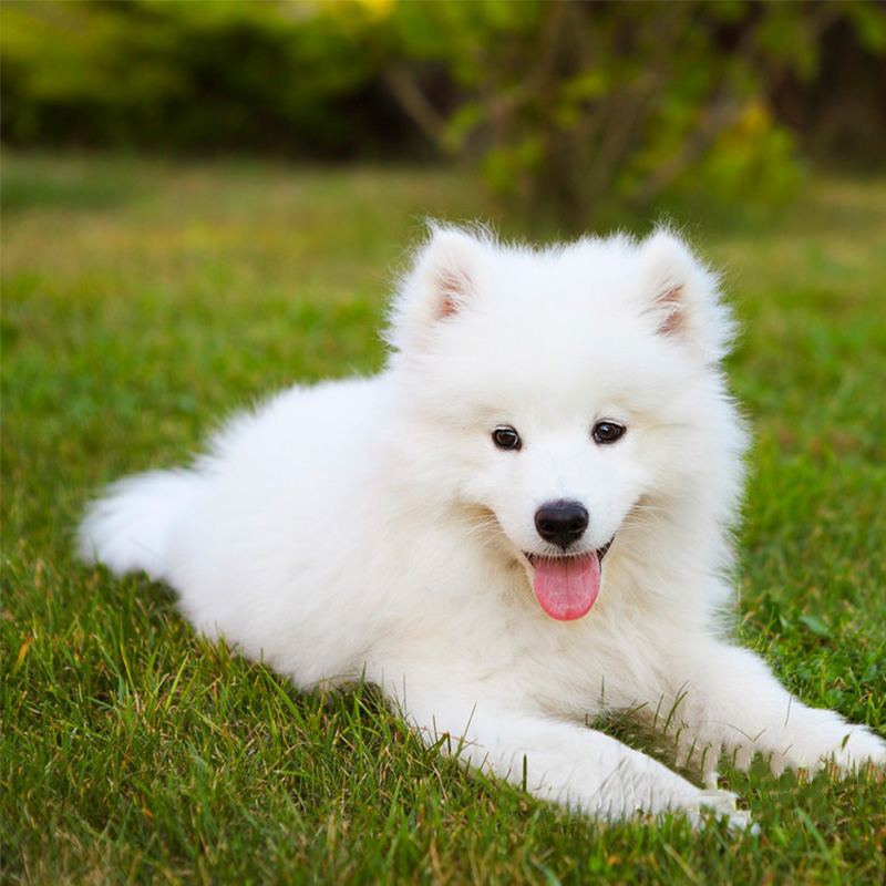 热销真的狗狗_萨摩耶犬微笑天使活体狗狗幼犬白色宠物狗公狗崽家养真