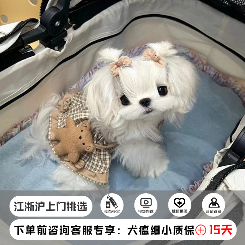 韩系马尔济斯犬小体纯种白色公主犬马尔济斯幼犬韩版小体茶杯幼犬