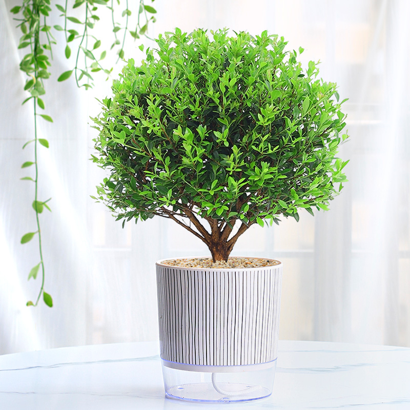 绿色植物盆栽室内四季常青