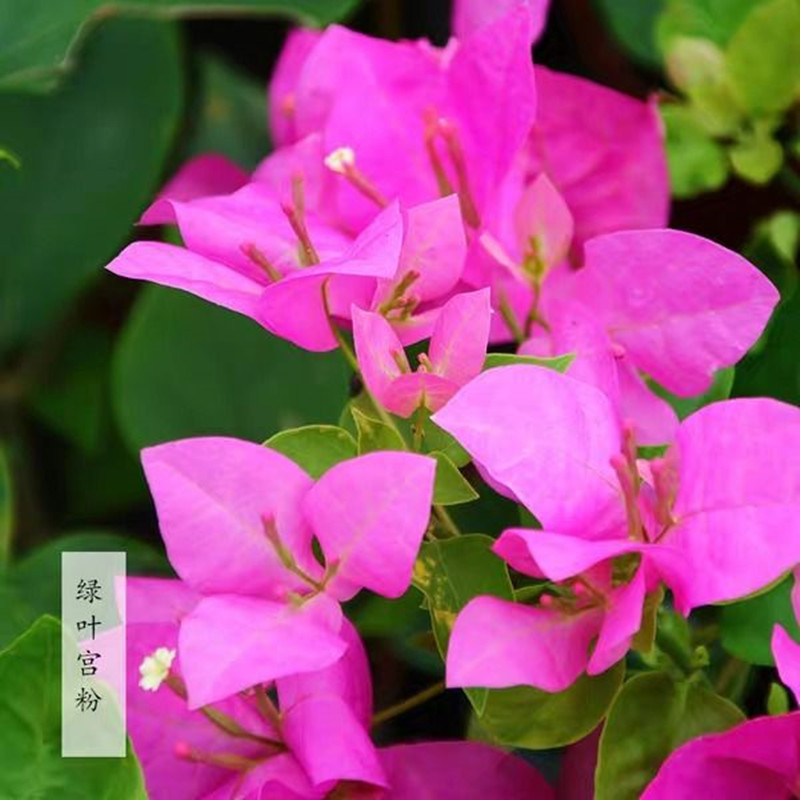 三角盆栽花卉绿叶宫粉室内室外爬藤中苗绿植花卉