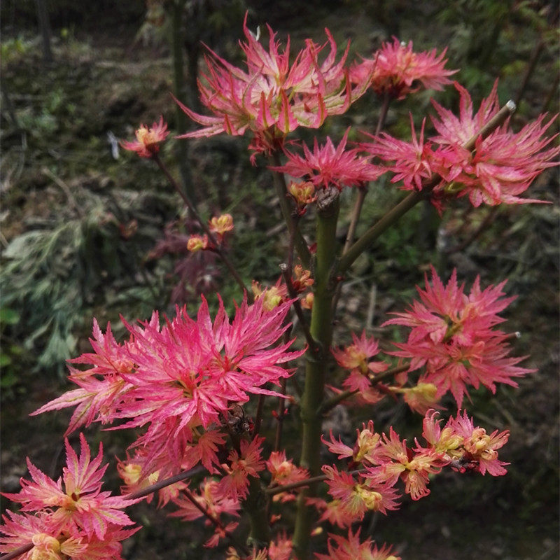 新日笠枫树  锦叶品种 小叶红枫 矮性盆栽红枫彩叶树 马洋亭下