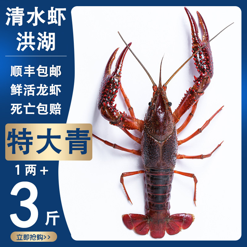 小龙虾鲜活1两3斤装特大青两虾炮头湖北省洪湖清水虾水产活虾包邮