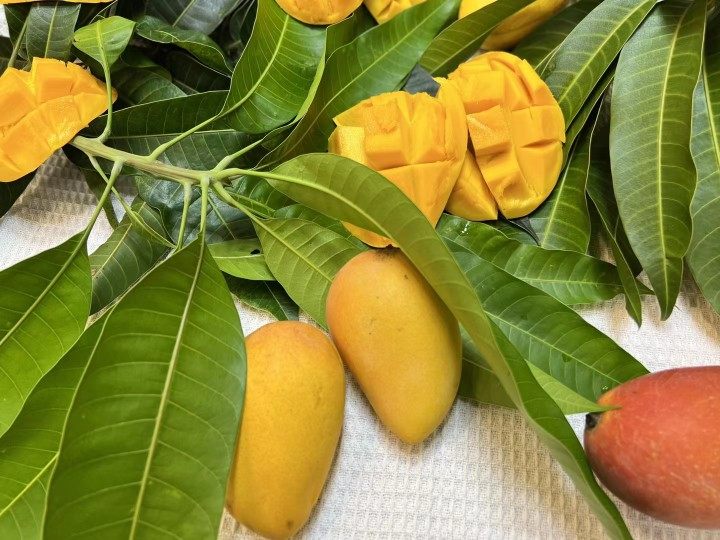 香芒果