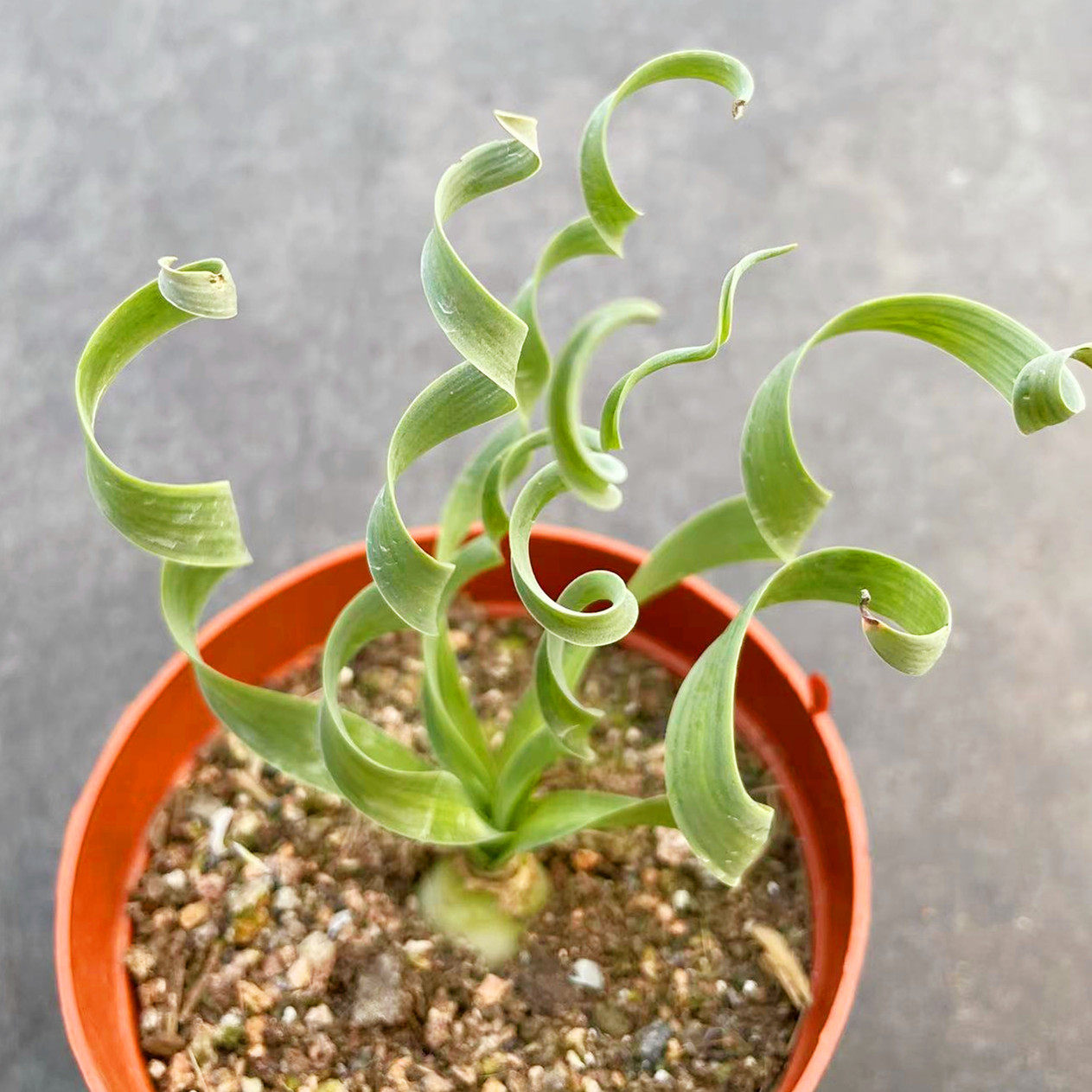 宽叶弹簧草 天门冬科桌面办公室小盆栽 多肉植物花卉块根奇特肉肉