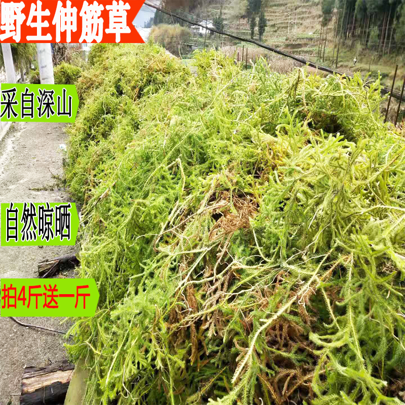 正品干货伸筋草500g贵州野生舒筋草新货中药材狮子草石松泡脚