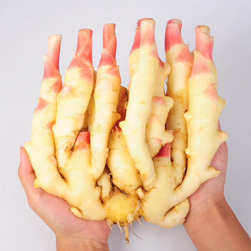 山东潍坊新鲜嫩姜子仔姜红姜芽生姜醋泡姜新姜新鲜蔬菜2.5斤包邮