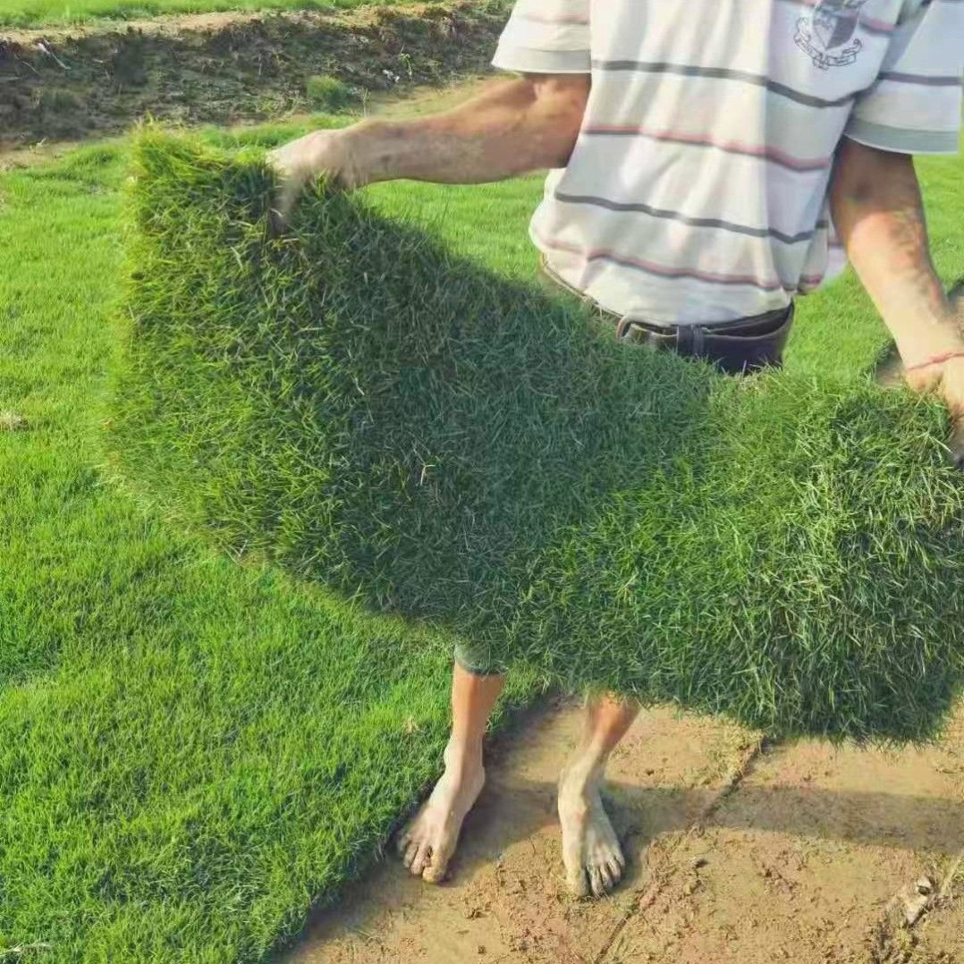 台湾草(台湾草种植方法) - 123植物网