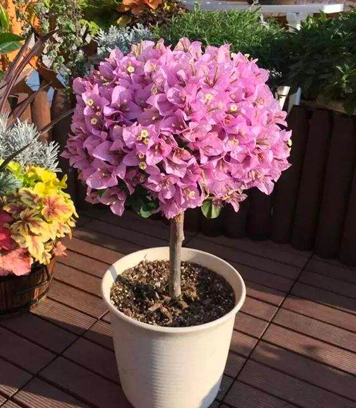 上上花田的优惠券大全—上上花田 三角梅棒棒糖原生三角梅花园植物