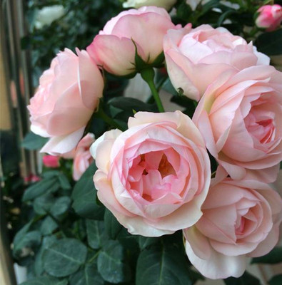 【上上花田】日月草莓杏仁饼月季花苗多头灌木月季勤花易养四季_6折