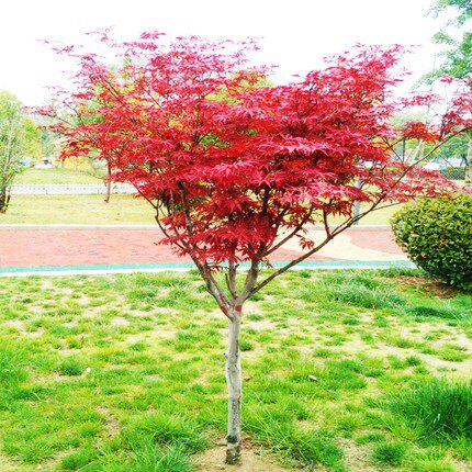 6,美国红枫树价格,红枫的价格,红枫树价格,最新美国红枫价格报价参考3