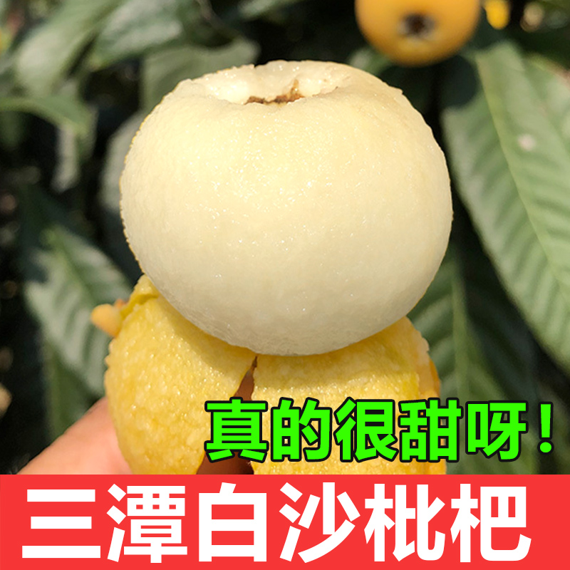 【很甜白花枇杷】三潭枇杷白沙枇杷黄山歙县新鲜采摘白玉枇杷5斤