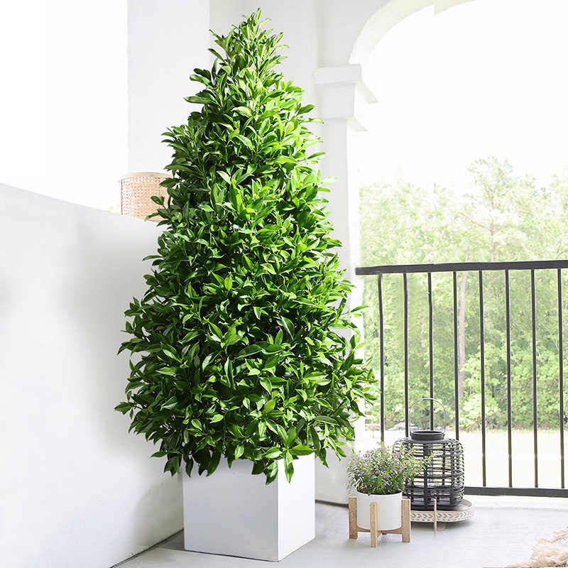 非洲茉莉室内盆栽绿植大型植物客厅净化空气网红开业送礼大植物