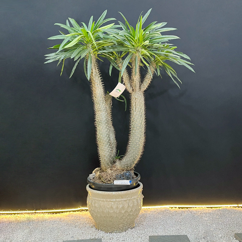 非洲霸王树盆栽造型植物超大型绿植物盆景(基地直播 一物一拍)