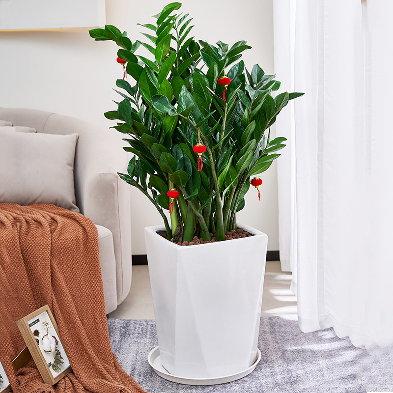 金钱树盆栽植物室内客厅大型招财绿植钱串子办公室发财摇钱树盆景