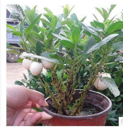 人生果 长寿果 人参果盆栽带果时间带果子发货水果苗观果植物