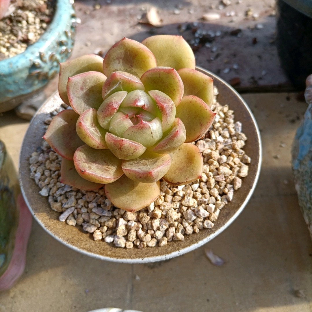 余桃园桃园艺多一物一拍绿龙双头多肉植物