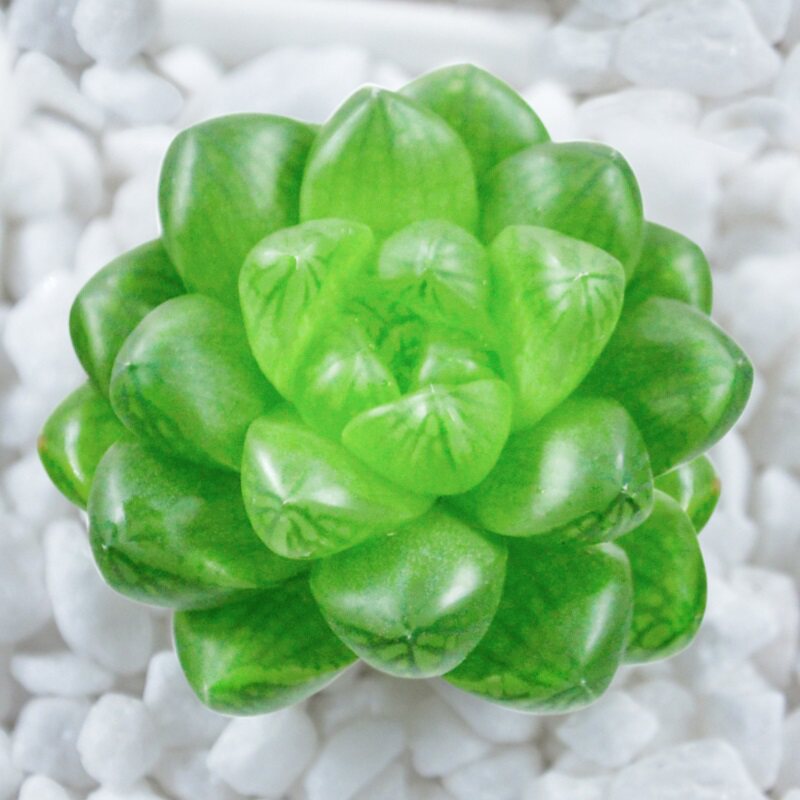 玉露多肉植物包邮 透明大额优惠券