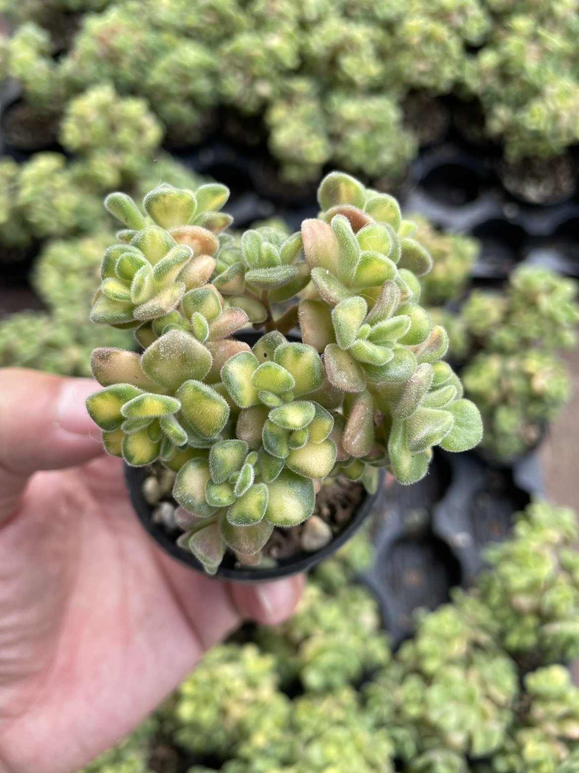 仙童唱锦多肉植物果冻色控养阳台桌面小盆栽花卉绿植萌芽熊童子