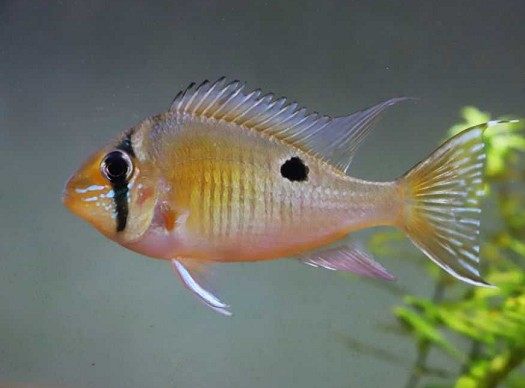 包邮圣塔伦月亮大号活体宝石鱼南美慈鲷食土鲷草缸群游观赏热带鱼