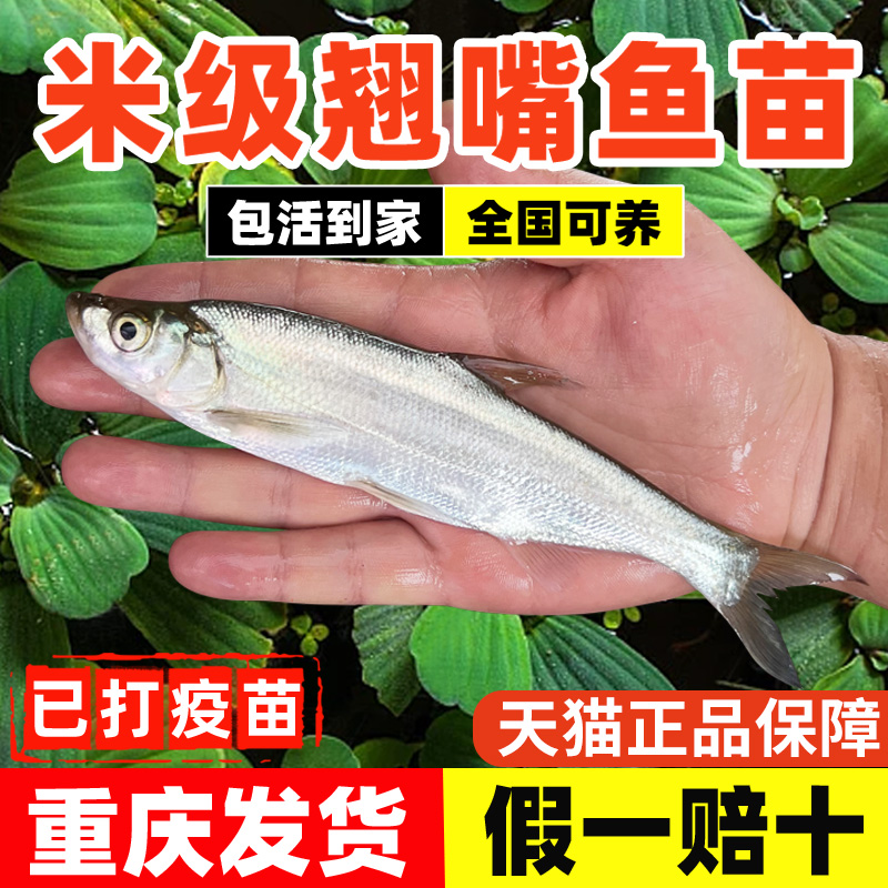 翘嘴鱼苗淡水养殖食用大米级翘嘴红鲌翘壳白刁路亚鲈鱼小鱼苗