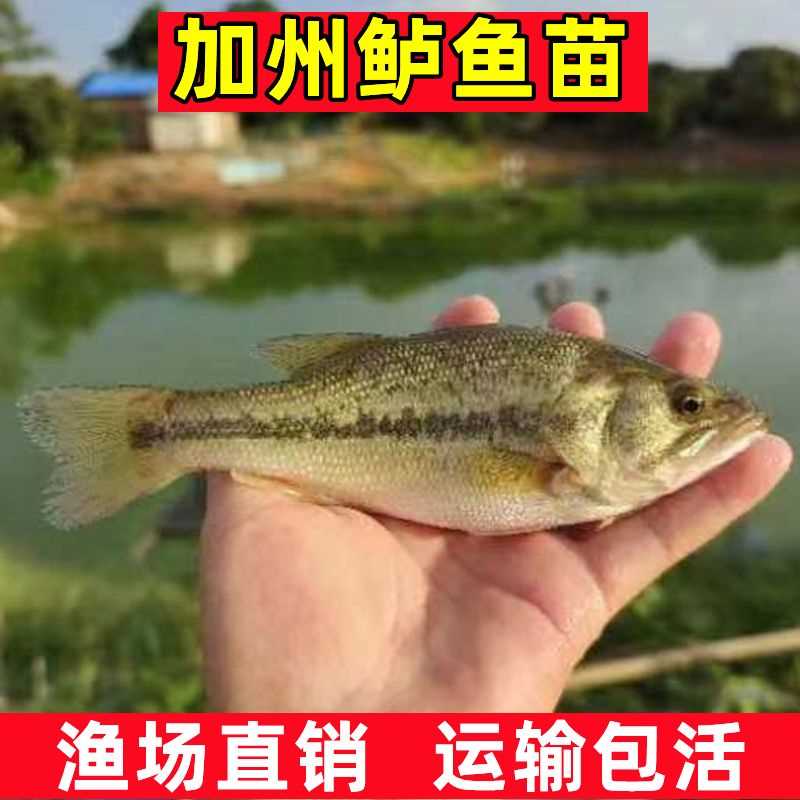 加州鲈鱼苗淡水养殖优鲈3号凶猛路亚大规格鲈鱼苗活鱼卢鱼苗