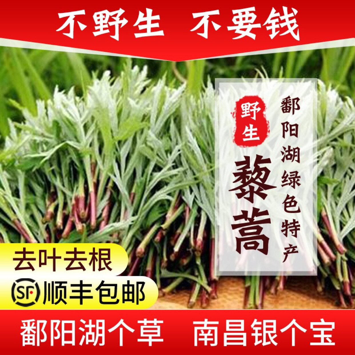 特价黎蒿菜新鲜_江西特产鄱阳湖纯野生黎蒿菜蓠黎耗蒿新鲜现摘当季