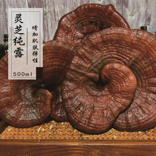 高浓度灵芝饱和纯露500ml清自由基